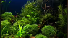 Aquarium Becken 6659