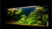 Aquarium Becken 6659