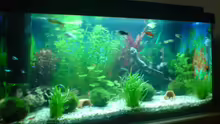 Aquarium Becken 6951