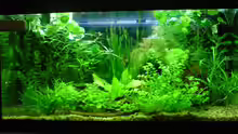 Aquarium Becken 6960