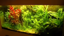 Aquarium Becken 6963