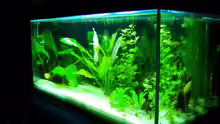 Aquarium Becken 7100