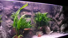 Aquarium Becken 713