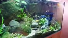 Aquarium Becken 7165