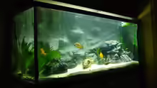 Aquarium Becken 7487