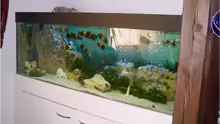 Aquarium Becken 7548