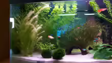 Aquarium Becken 7571
