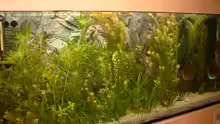 Aquarium Becken 7765