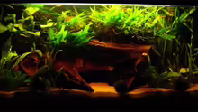 Aquarium Becken 791