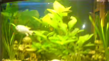 Aquarium Becken 7935