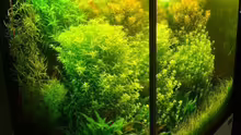 Aquarium Becken 7947