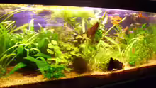 Aquarium Becken 7950