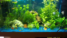 Aquarium Becken 819