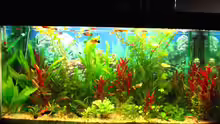 Aquarium Becken 8311
