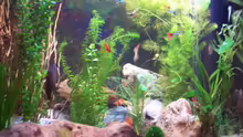 Aquarium Becken 8419
