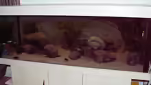 Aquarium Becken 856