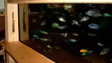 Aquarium Becken 88