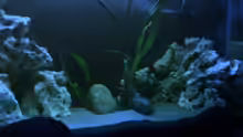 Aquarium Becken 8893