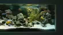 Aquarium Becken 89