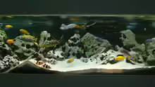 Aquarium Becken 89