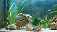 Aquarium Becken 893