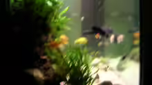 Aquarium Becken 916