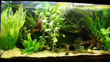 Aquarium Becken 9193