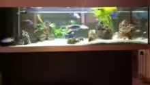 Aquarium Becken 9198