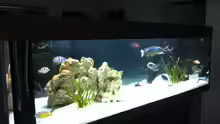Aquarium Becken 9198