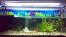 Aquarium Becken 9593
