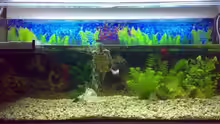 Aquarium Becken 9593