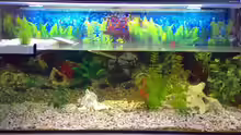 Aquarium Becken 9593