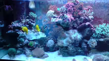 Aquarium Becken 9928