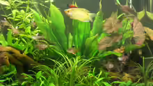 Aquarium Becken 9930