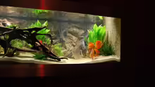 Aquarium Becken 9948
