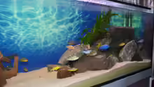 Aquarium Becken Malawi EU