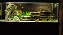 Aquarium Becken Malawi Mbuna`s