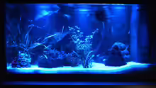 Aquarium bei Nacht mit 3 Mond-LED II