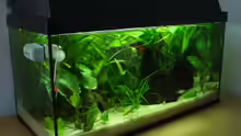 Aquarium Betta Imbellis (BECKEN NICHT MEHR IN BETRIEB)