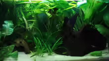 Aquarium Betta Imbellis (BECKEN NICHT MEHR IN BETRIEB)