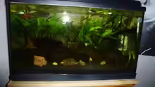 Aquarium Betta splendens