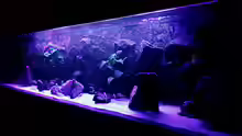 Aquarium Bilskirnir