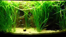 Aquarium Blixas Becken