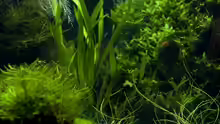 Aquarium blubblub