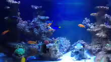 Aquarium BlueReef