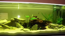 Aquarium Buntbarsch