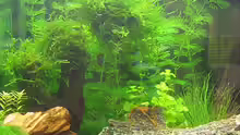 Aquarium Caty`s Garnelotopia