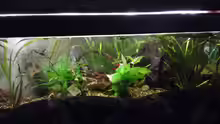 Aquarium Clarkii Wohndschungel