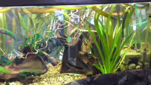 Aquarium Clarkii Wohndschungel