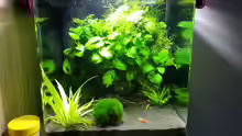 Aquarium Cube.. das erste